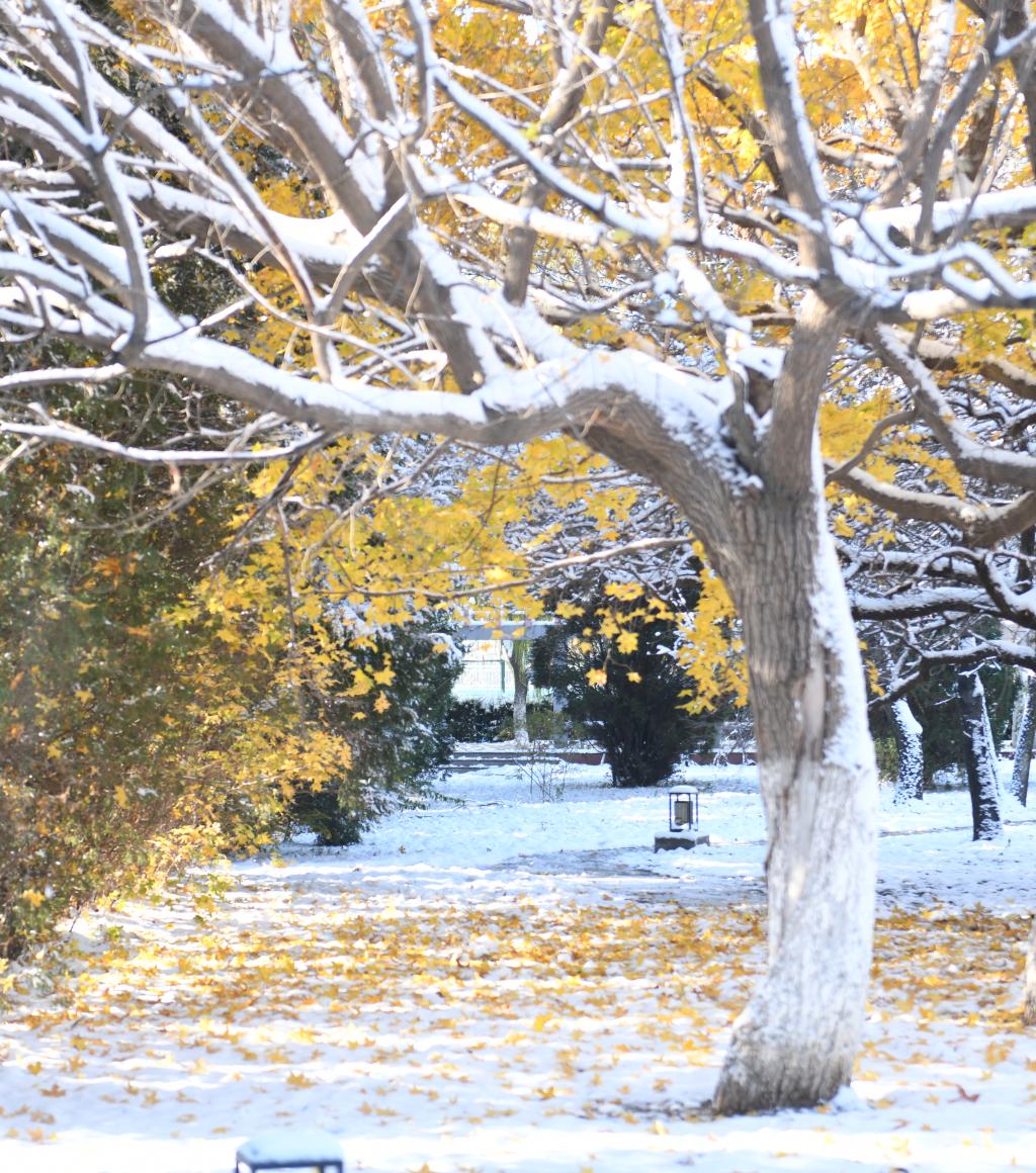 锦医初雪